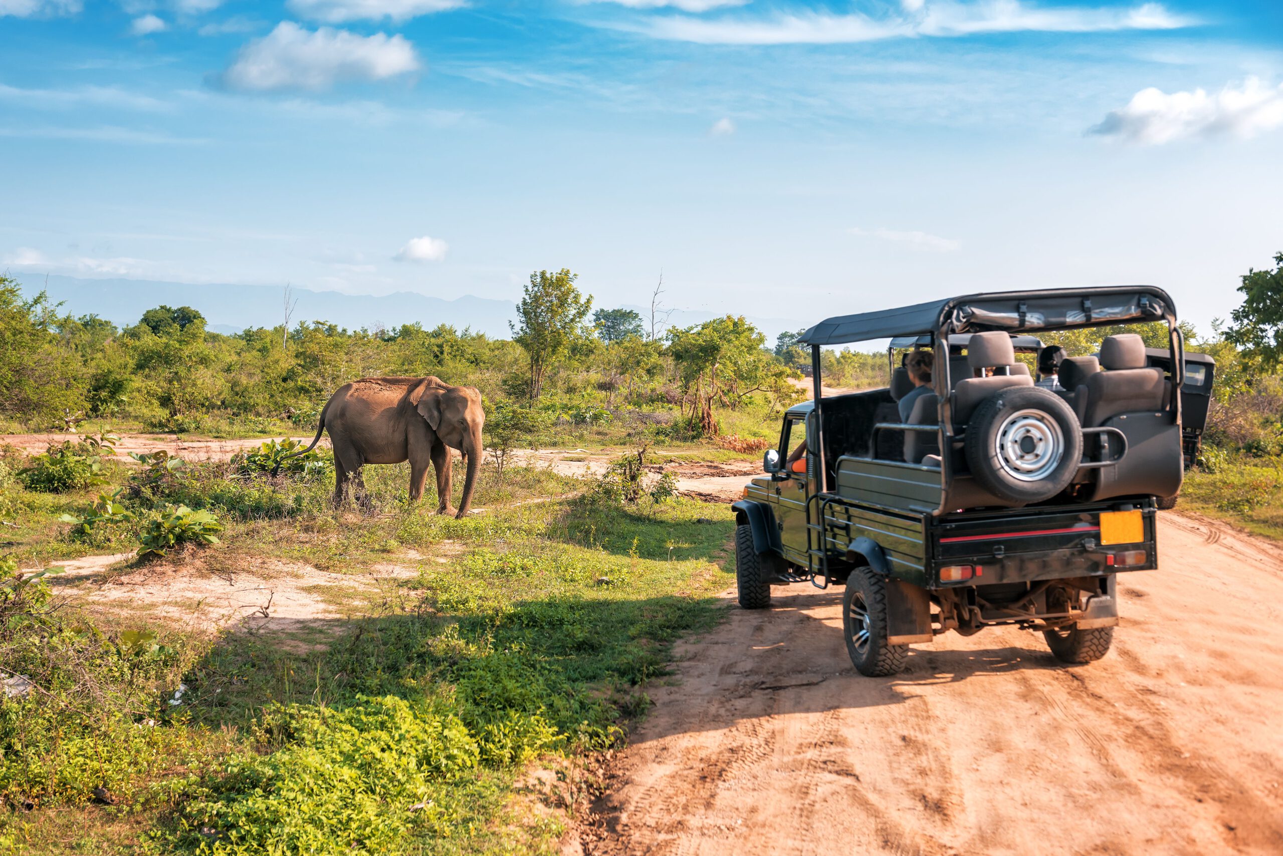 Safaris